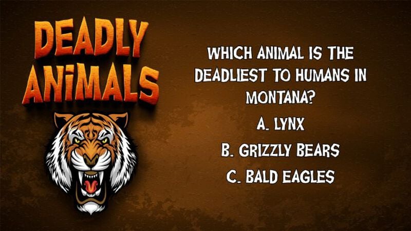 Deadly Animals Round Two
